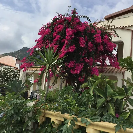 Bouganville *